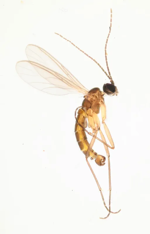 Plaga de ESCIÁRIDO DEL CHAMPIÑÓN, LYCORIELLA AURIPILA