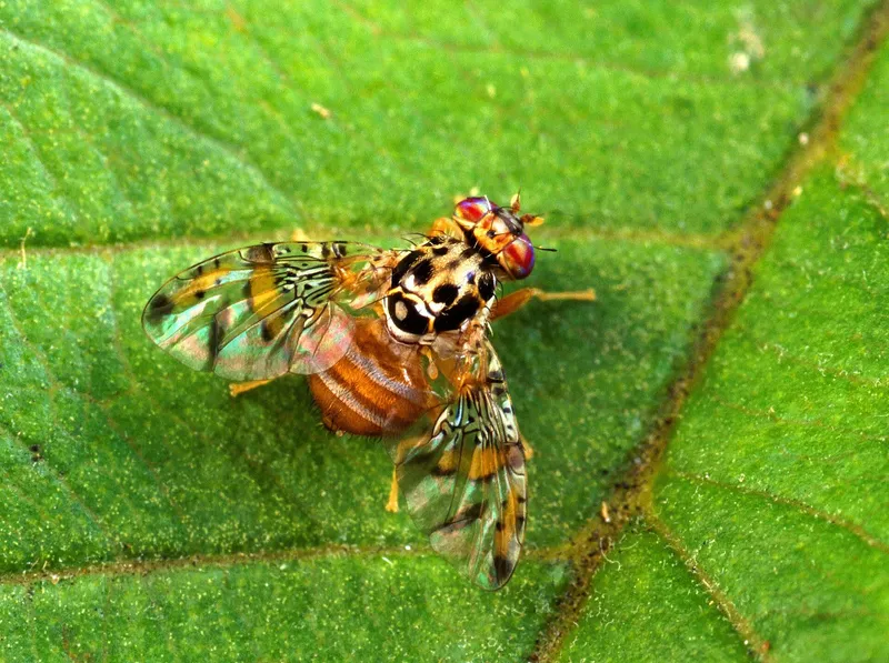 Plaga de MOSCA DE LA FRUTA, CERATITIS CAPITATA