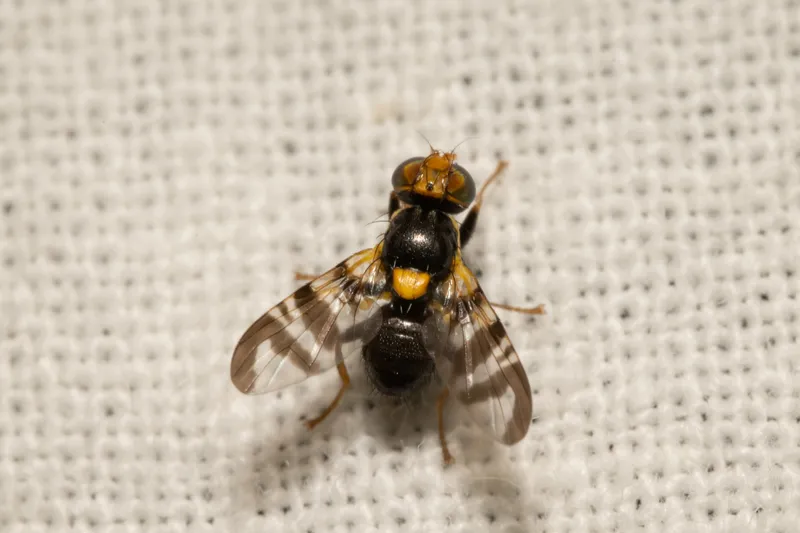 Plaga de MOSCA DE LA CEREZA, RHAGOLETIS CERASI