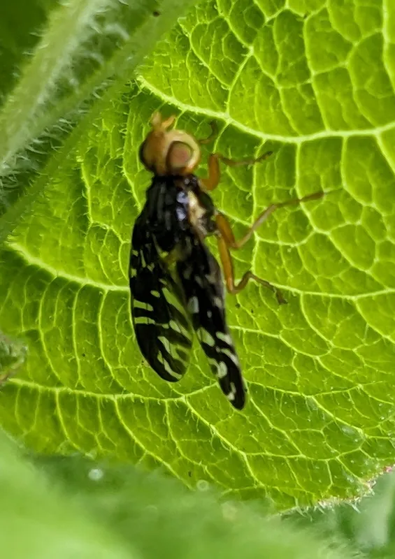 Plaga de MOSCA DEL ESPÁRRAGO, PLATYPAREA POECILOPTERA