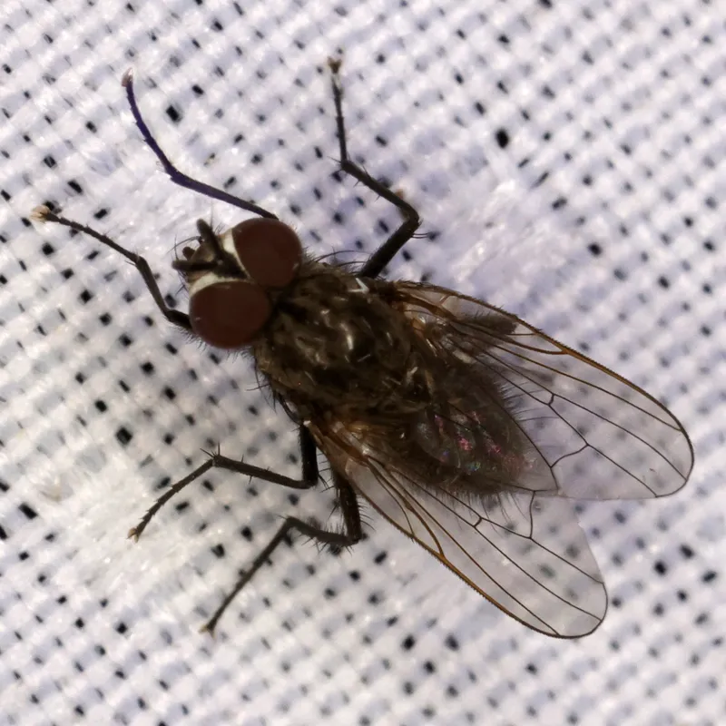 Plaga de MOSCA DE LOS SEMBRADOS, DELIA PLATURA