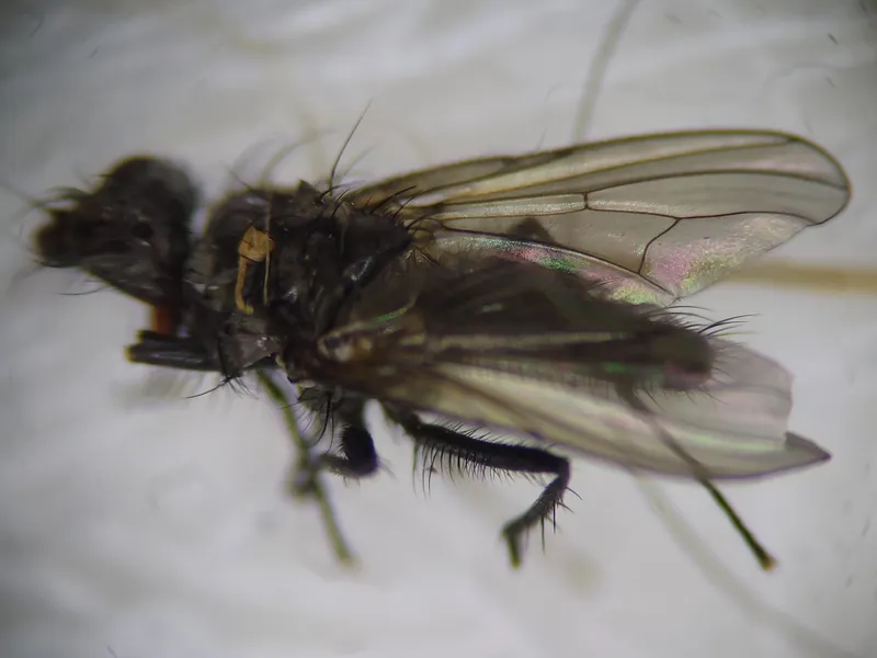 Plaga de MOSCA DE LA COL, DELIA RADICUM