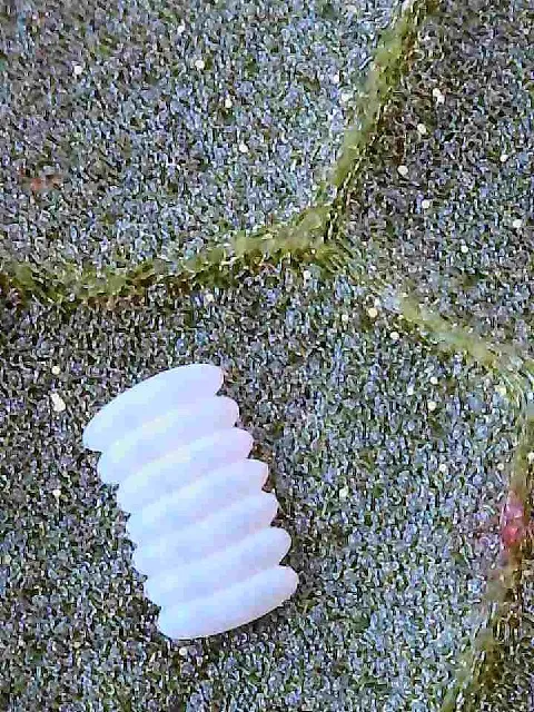 Plaga de MOSCA DE LA REMOLACHA, PEGOMYA BETAE