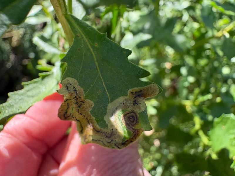 Plaga de LIRIOMIZA, LIRIOMYZA SPP.