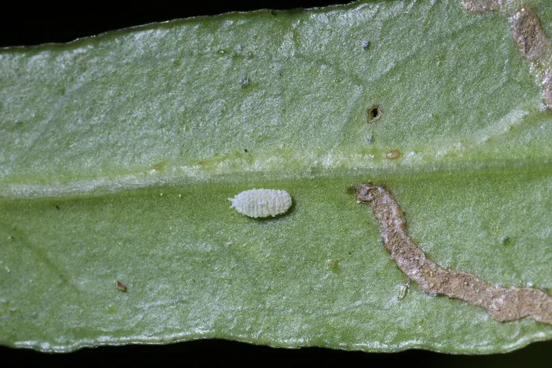 Plaga de COCHINILLA DE LA PLATANERA, DYSMICOCCUS GRASSII