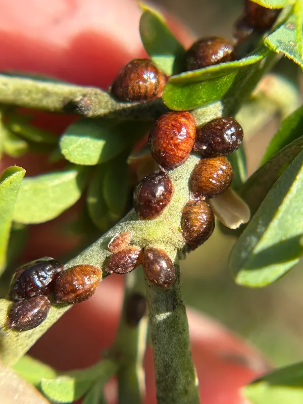 Plaga de COCHINILLA DE LA VID, PARTHENOLECANIUM CORNI