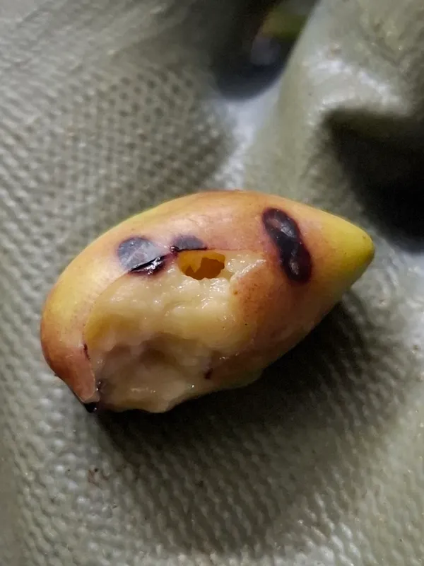 Plaga de CONCHITA VIOLETA, PARLATORIA OLEAE