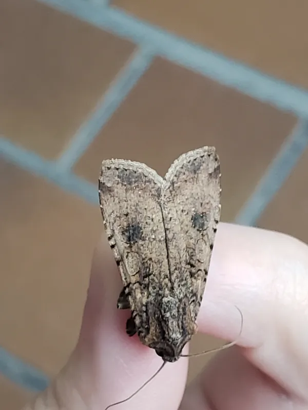 Plaga de GUSANO GRIS, PERIDROMA SAUCIA