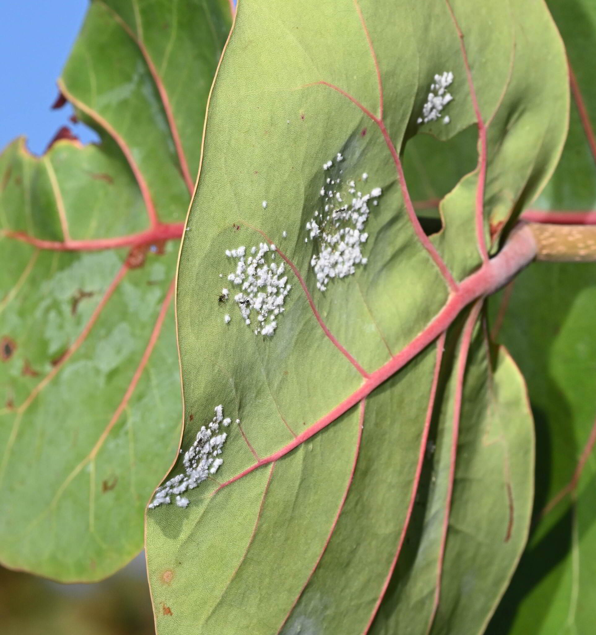 Plaga de MOSCA BLANCA ALGODONOSA, ALEUROTHRIXUS FLOCCOSUS
