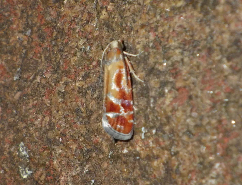 Plaga de POLILLA DE LOS BROTES DEL PINO, RHYACIONIA BUOLIANA