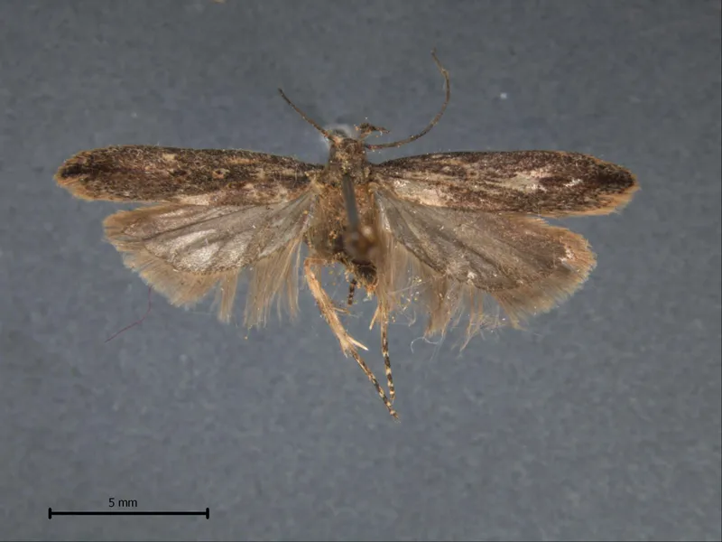 Plaga de POLILLA GUATEMALTECA DE LA PATATA, TECIA SOLANIVORA