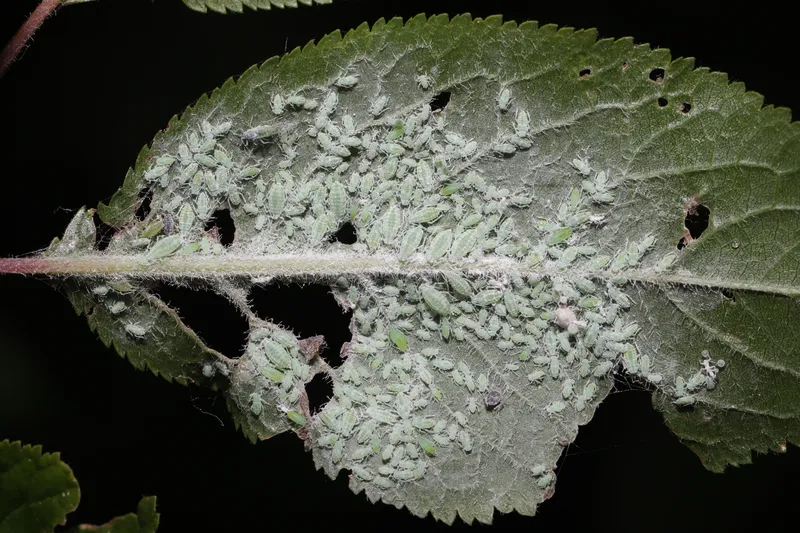 Plaga de PULGÓN HARINOSO, HYALOPTERUS PRUNI