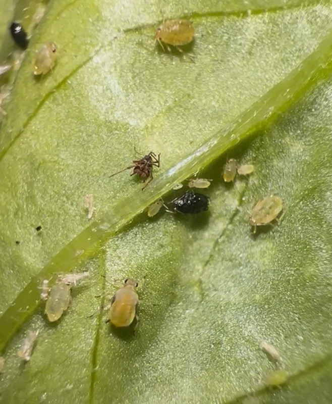 Plaga de PULGÓN VERDE DEL CIRUELO, BRACHYCAUDUS HELICHRYSI