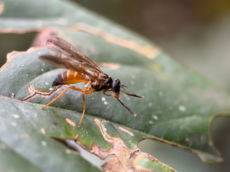 Plaga de TEFRÍTIDOS, TEPHRITIDAE