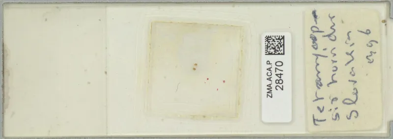 Plaga de TETRANYCOPSIS HORRIDUS