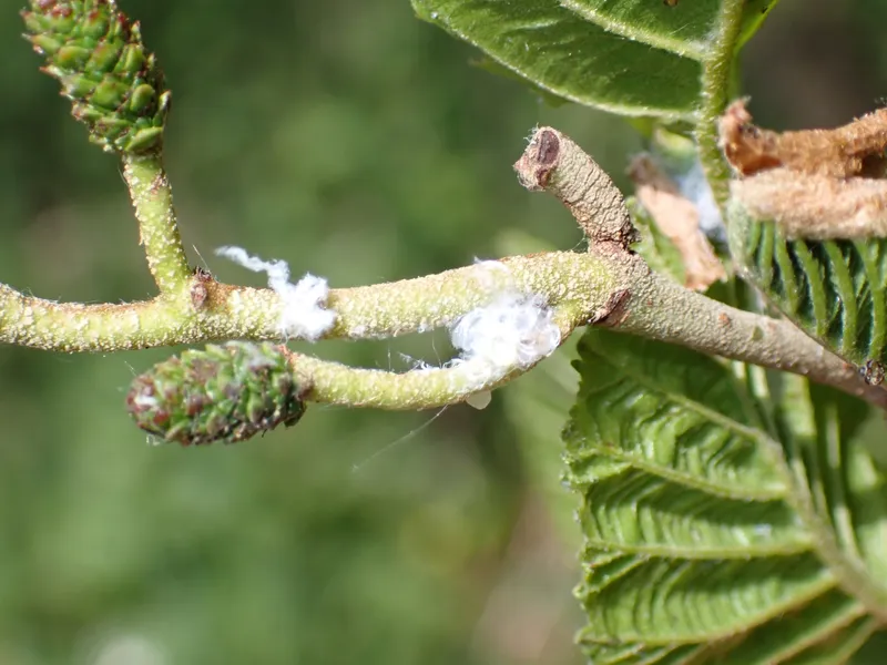 Plaga de PSILA DEL ALISO, PSYLLA ALNI