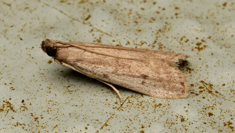 Plaga de POLILLAS DE ALMACÉN, EPHESTIA SPP.