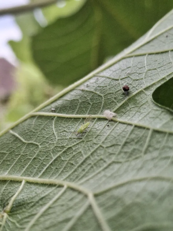 Plaga de PSILA DE LA HIGUERA, HOMOTOMA FICUS