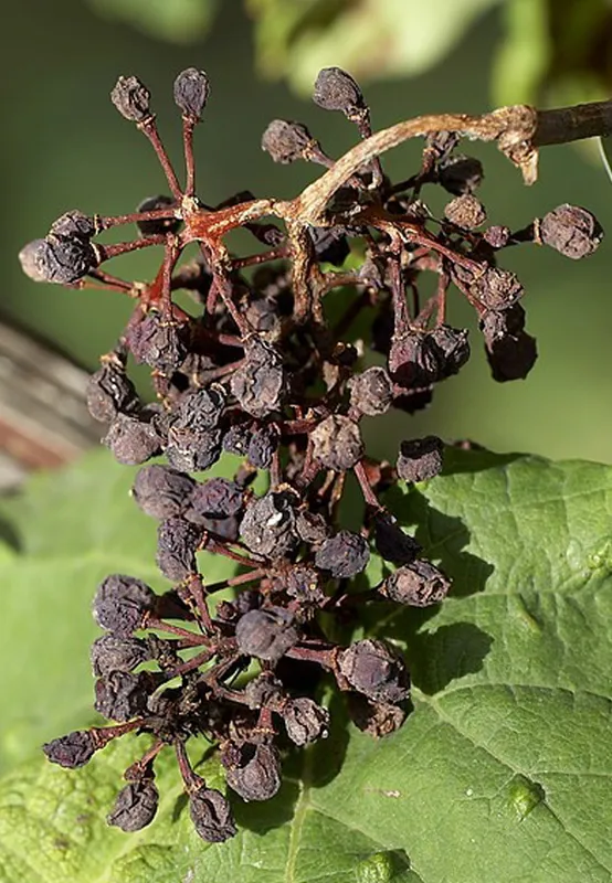 Plaga de BLACK ROT, PODREDUMBRE NEGRA DE LA VID, PHYLLOSTICTA AMPELICIDA