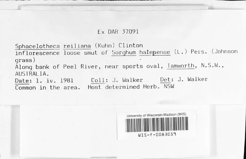 Plaga de CARBÓN DE LA ESPIGA DEL MAÍZ, SPORISORIUM REILIANUM