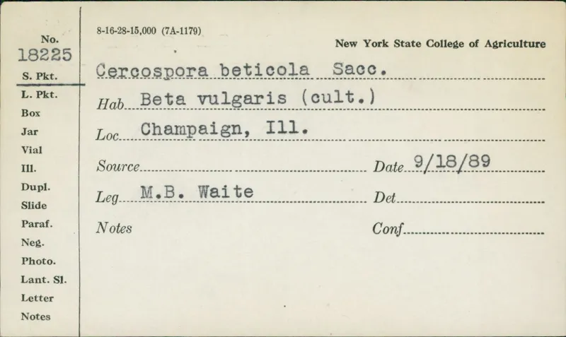 Plaga de CERCOSPORIOSIS DE LA REMOLACHA, CERCOSPORA BETICOLA