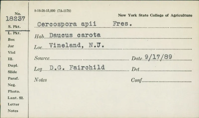 Plaga de CERCOSPORIOSIS DEL APIO, CERCOSPORA APII