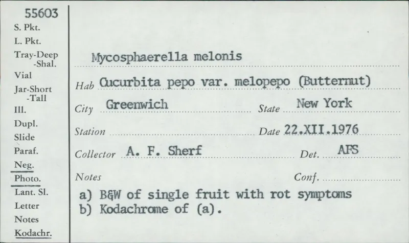 Plaga de CHANCRO GOMOSO DEL TALLO DE LAS CUCURBITÁCEAS, STAGONOSPOROPSIS CUCURBITACEARUM