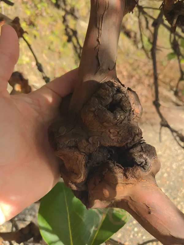 Plaga de CHANCROS, NEOFUSICOCCUM SPP.