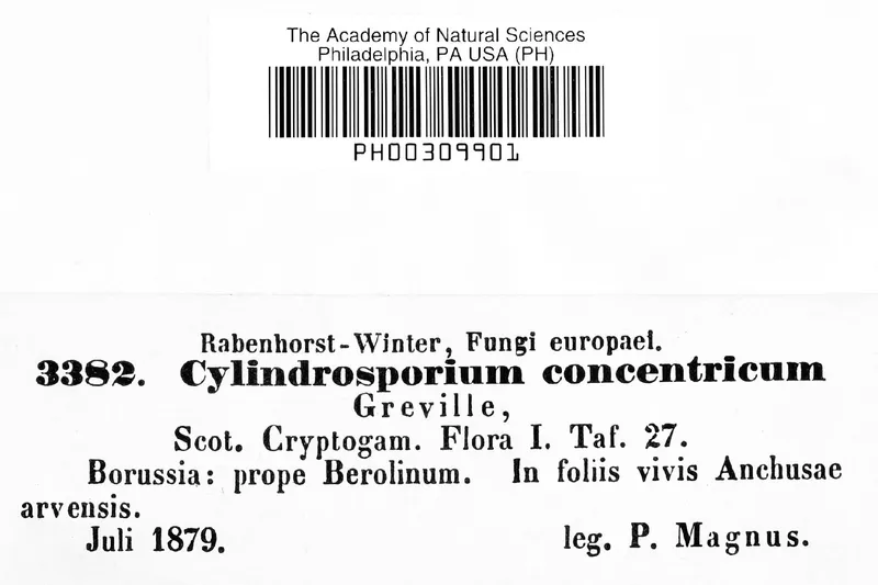 Plaga de CILINDROSPORIOSIS DE LA COLZA, PYRENOPEZIZA BRASSICAE