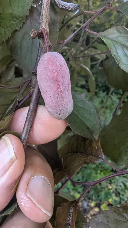 Plaga de CIRUELAS DEL DIABLO, LEPRA DEL CIRUELO, TAPHRINA PRUNI