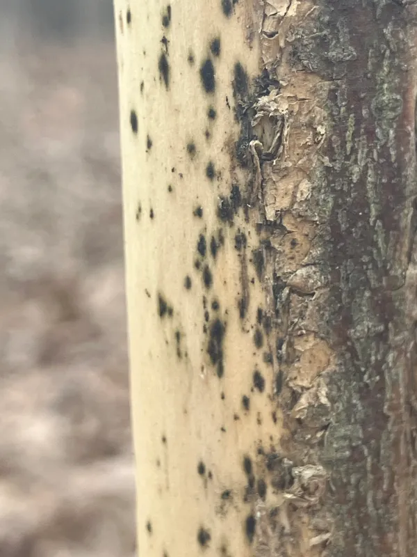 Plaga de CLADOSPORIOSIS, CLADOSPORIUM SPP.