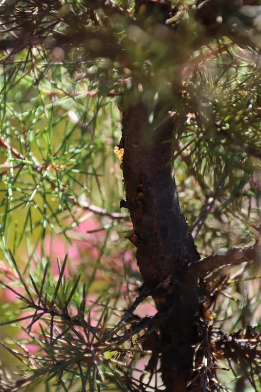 Plaga de COLLETOTRICHUM SPP.