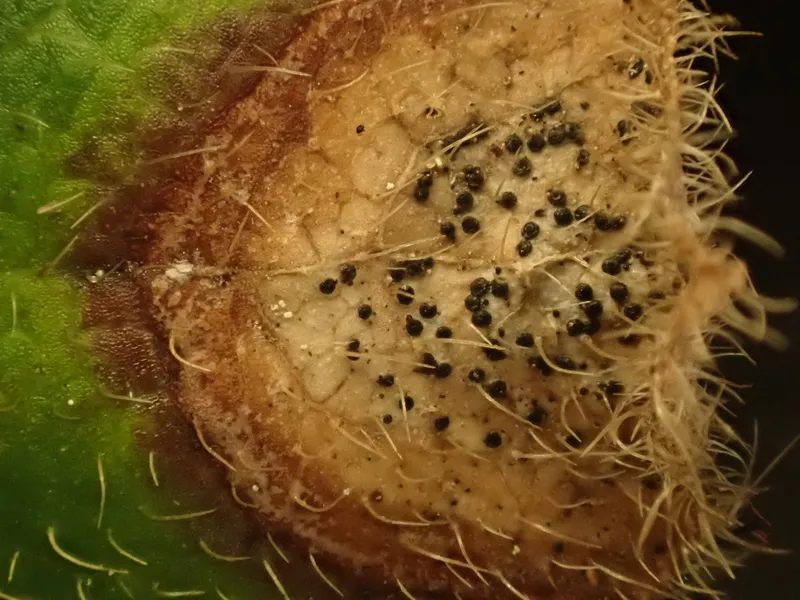 Plaga de FUEGO DEL LINO, DISCOSPHAERINA FULVIDA