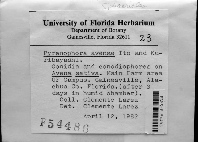 Plaga de HELMINTOSPORIOSIS DE LA AVENA, PYRENOPHORA AVENAE