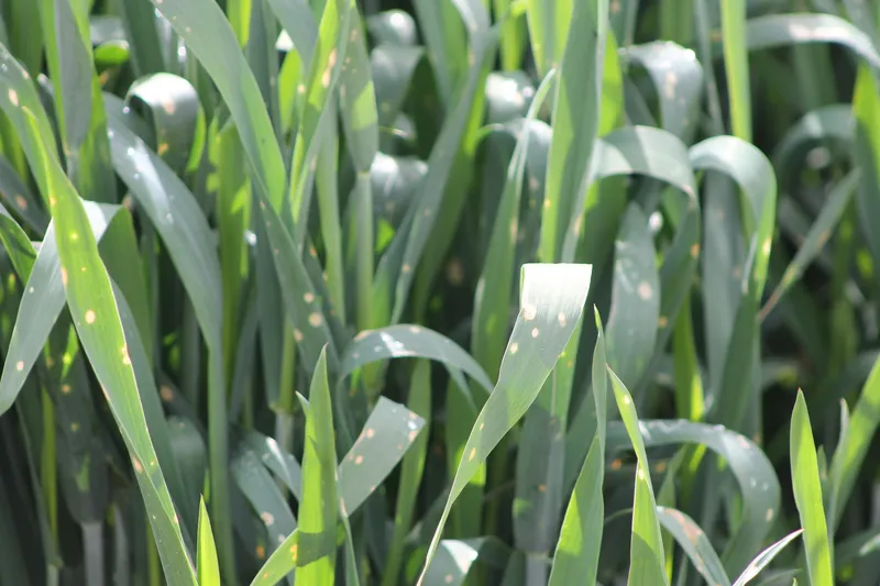 Plaga de HELMINTOSPORIOSIS DEL TRIGO, PYRENOPHORA TRITICI-REPENTIS
