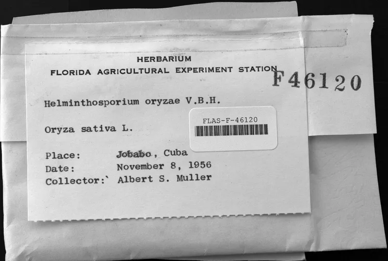 Plaga de HELMINTOSPORIOSIS O MANCHA MARRÓN DEL ARROZ, BIPOLARIS ORYZAE