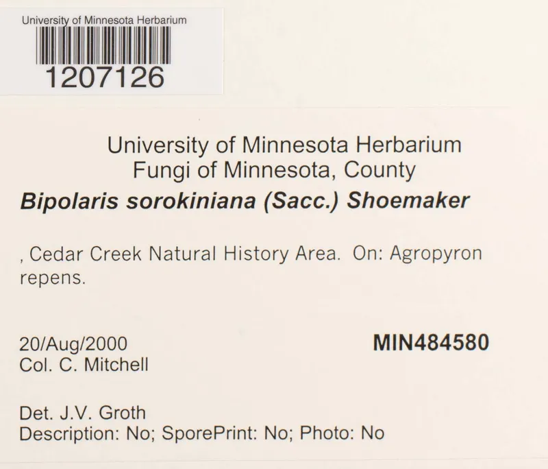 Plaga de HELMINTOSPORIOSIS O PODREDUMBRE DE RAÍZ DE CEREALES, BIPOLARIS SOROKINIANA