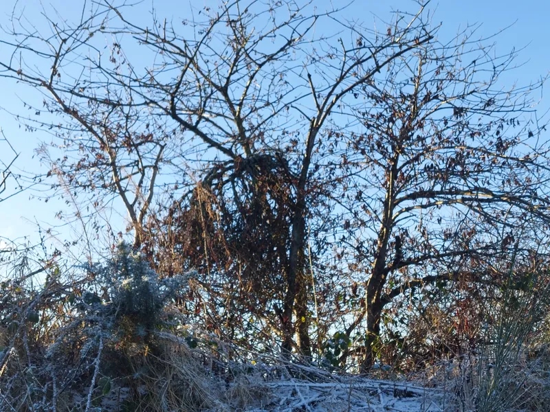 Plaga de LEPRA DEL CEREZO, TAPHRINA WIESNERI