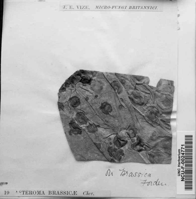 Plaga de MANCHA ANULAR DE LA COL, NEOPSEUDOCERCOSPORELLA BRASSICAE