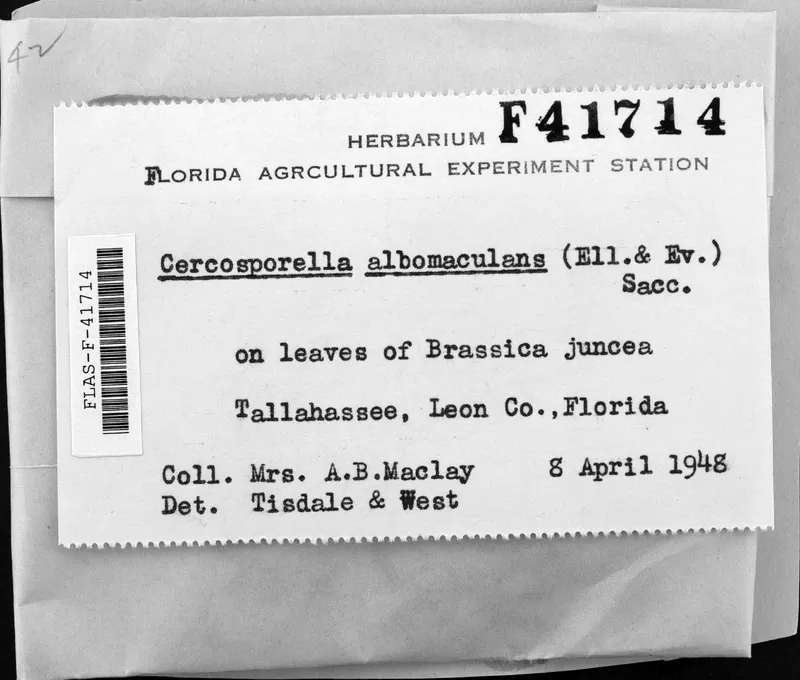 Plaga de MANCHA BLANCA DE LA HOJA, NEOPSEUDOCERCOSPORELLA CAPSELLAE