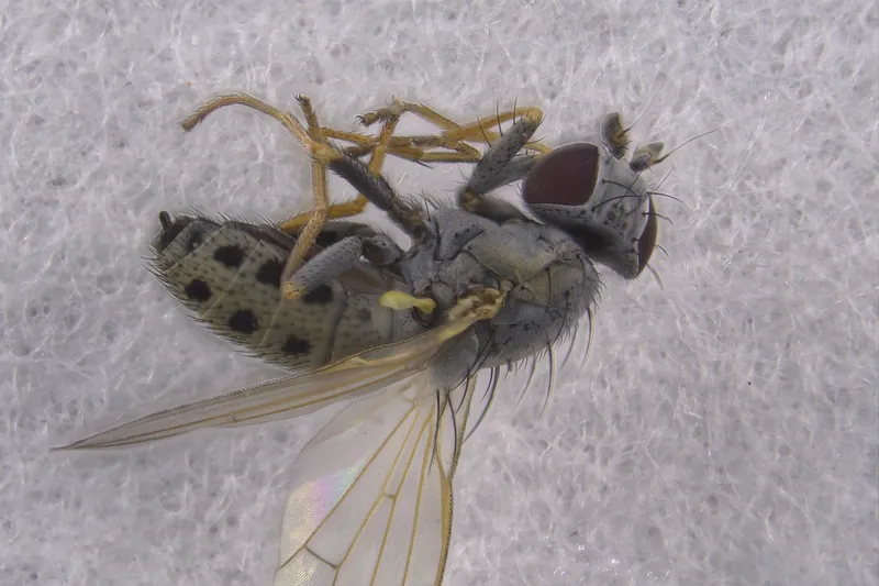 Plaga de MANCHA OCRE DEL ALMENDRO, POLYSTIGMA OCHRACEUM