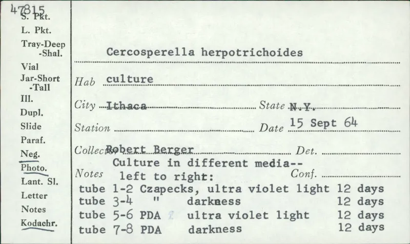 Plaga de MANCHA OVAL DEL PIE DEL TRIGO,  OCULIMACULA YALLUNDAE