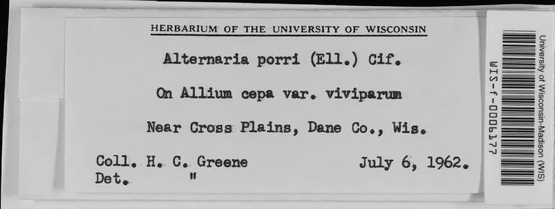 Plaga de MANCHA PÚRPURA DE LA HOJA DE LA CEBOLLA, ALTERNARIA PORRI