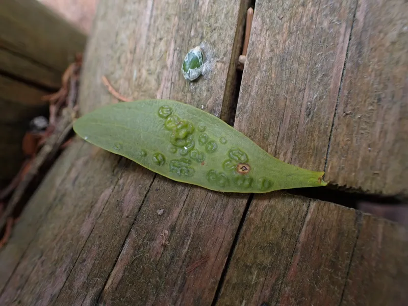 Plaga de MANCHADO NEGRO DEL TALLO DEL GIRASOL, PLENODOMUS LINDQUISTII