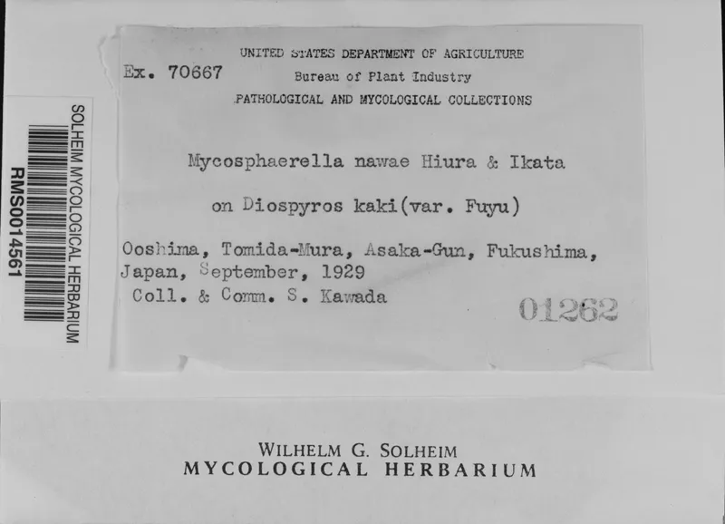 Plaga de MANCHAS CIRCULARES DEL CAQUI, PLURIVOROSPHAERELLA NAWAE