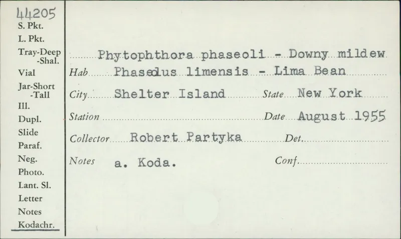 Plaga de MILDIU DE LA JUDÍA, PHYTOPHTHORA PHASEOLI