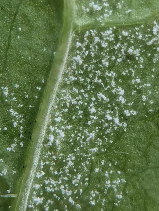 Plaga de MILDIU DE LA LECHUGA, BREMIA LACTUCAE