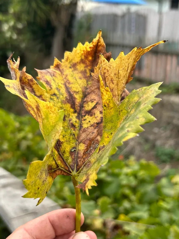 Plaga de MILDIU DE LA VID, PLASMOPARA VITICOLA