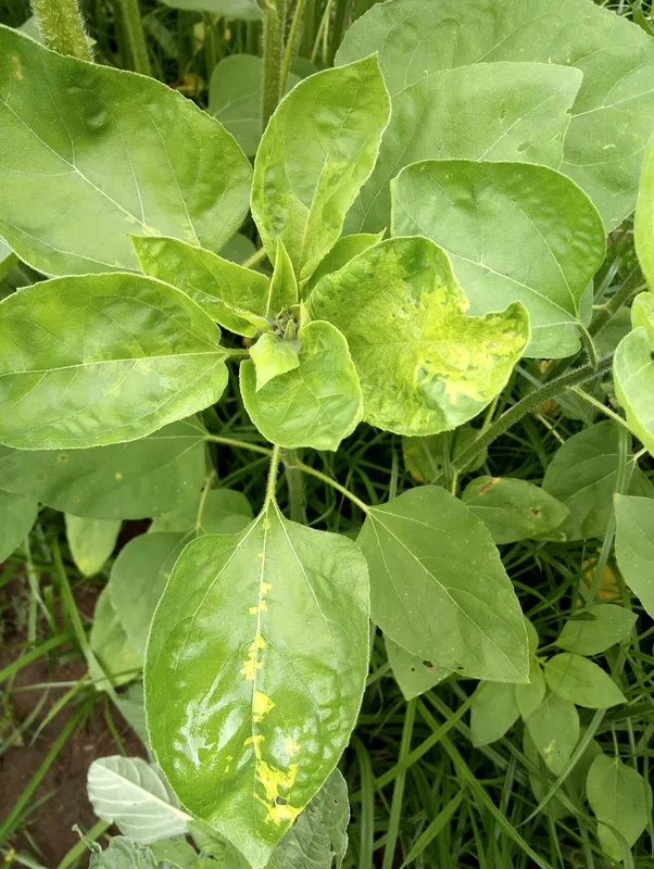 Plaga de MILDIU DEL GIRASOL, PLASMOPARA HALSTEDII