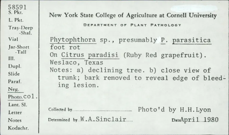 Plaga de MILDIU TERRESTRE DEL TOMATE, PHYTOPHTHORA NICOTIANAE VAR. PARASITICA